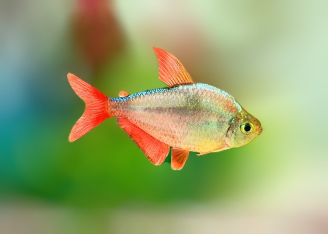 Columbian Tetra